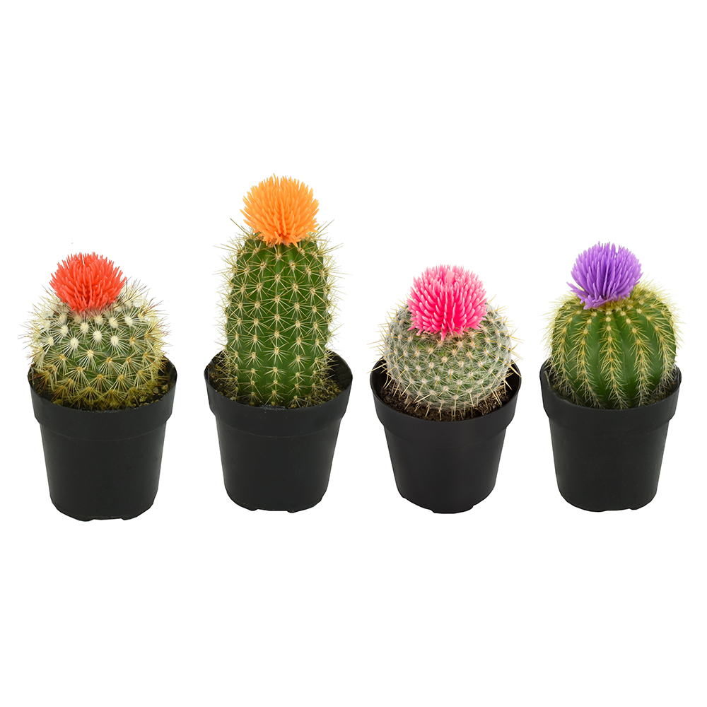 Easy Decor Cactus Pack with 4  - Home Decor Locations 리뷰 및 가격