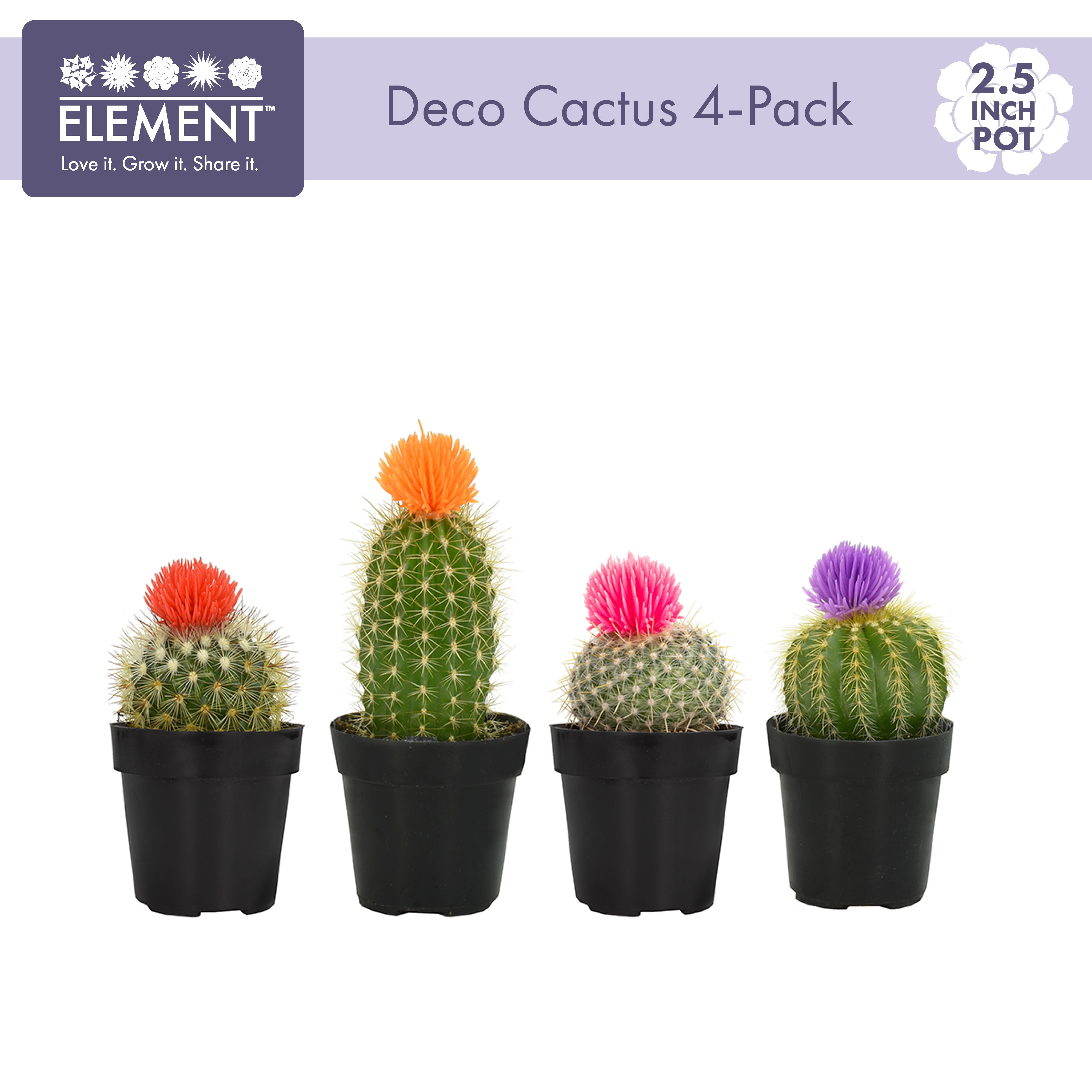 Easy Decor Cactus Pack with 4  - Home Decor Locations 리뷰 및 가격
