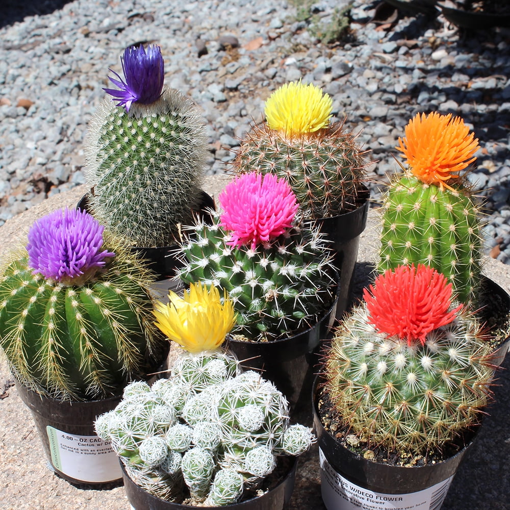 Easy Decor Cactus Pack with 4  - Home Decor Locations 리뷰 및 가격